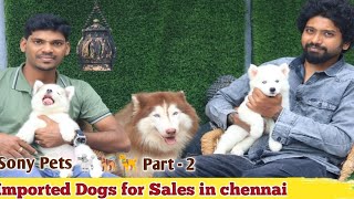 Sony Pets Imported Dog Kennel Part  2 Video German Shepherd  Husky Dobermann Puppies available [upl. by Reklaw]