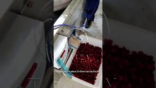 Automatic Fruit Core Pitting Machine  Cherry Seed Removing Machine pitter [upl. by Christabelle]