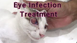 Cat Eye Infection Treatment cat cats catlovers pets petdoctor catlover catholic catvideo [upl. by Lowson468]