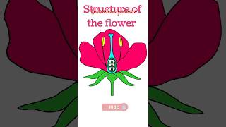 Structure of flowers Hindi explanation drawing paramedcal viralvideos viralshort art drawing [upl. by Atoiganap]