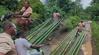 Getting bamboo for the decking through mud and water  nuff rain [upl. by Danforth]