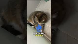 Why Does Your Cat Rub Their Head on Everything It’s Not What You Think catfacts cat catfactoid [upl. by Redliw607]