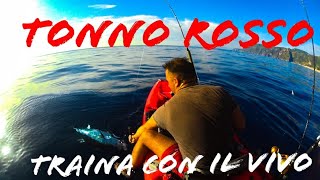 Traina con il vivo TONNO ROSSO dal Kayak [upl. by Yraunaj]