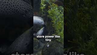 Shocking Powers The Electric Eel Unleash [upl. by Jackelyn]