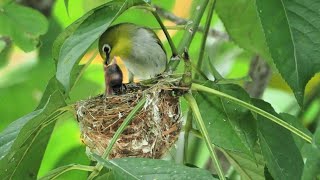 1130605 The warbling whiteeye rearing young at Taipei Botanic Garden [upl. by Nannah]