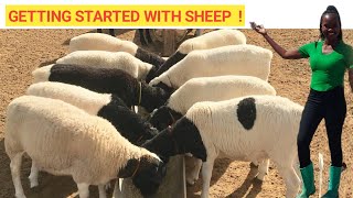 Beginners GUIDE To Raising SHEEP At A Low COST  Best Practices DETAILED [upl. by Saidel400]