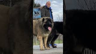 The two barbarians dog dogs bigdog bigdogs pet pets caucasianshepherd barbarians [upl. by Grefer701]