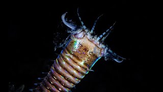 Facts The Bobbit Worm [upl. by Gisela]