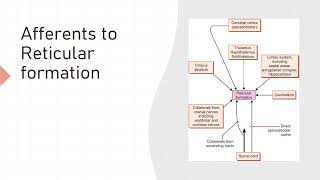 Reticular formation [upl. by Musa]