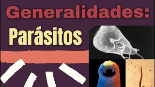 Generalidades de Parásitos Clasificación parasitos parasitologia microbiología [upl. by Shaper]