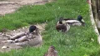 Theydon bois village green and duck pond [upl. by Abernon]