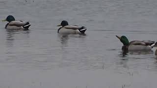 Stockenten Brandgans Ostsee Gelting Bucht Birk Erpel Vogel Schwimmente Badeente Gans 😂🤣 [upl. by Ekeiram913]