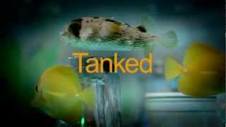 TANKED New Episodes Friday at 9PM EP [upl. by Duwalt539]