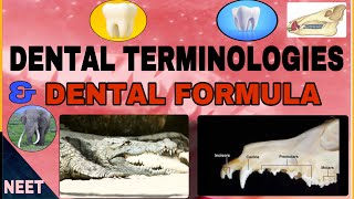 Dental terminologiesHomodont Heterodont DiphyodontAcrodontThecodont etcDental FormulaNeerja [upl. by Ennaed]