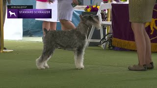 Standard Schnauzers  Breed Judging 2023 [upl. by Blood]