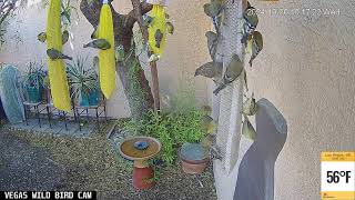 Vegas Wild Bird Cam Live Stream  10302024 [upl. by Ainotahs]