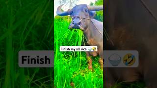 Finish my all rice 🍚🐃🤣😂 comedy funny buffalo shorts [upl. by Essilec]