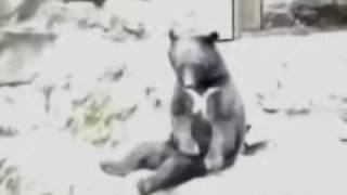 Awesome bear Fail [upl. by Newton752]