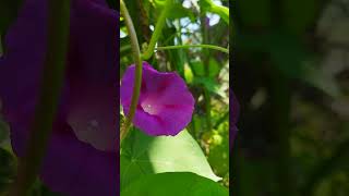 ipomoea purpurea flowers 🌸 nature [upl. by Moreland]