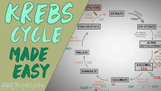 KREBS CYCLE MADE EASY  Krebs cycle Simple Animation Carbohydrate Metabolism Lesson [upl. by Naek870]