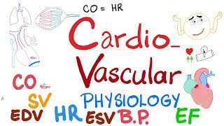 Cardiac Output Stroke Volume End systolic amp End diastolic volumes Ejection Fraction [upl. by Fishbein39]