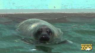 Grey Seal Pup in the Water [upl. by Ssitnerp]