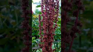 තම්පලා  Amaranth  AMARANTHACEAE [upl. by Araic]