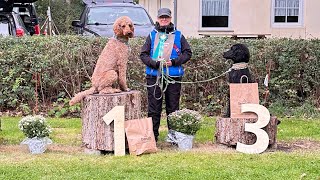 Rally Obedience Kl 2 Grosspudel Gustav Glanz vom Falbenhof 2 Jahre [upl. by Faubert]