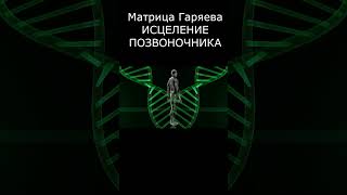 Матрица Гаряева  это уникальная система которая помогает восстановить и укрепить позвоночник [upl. by Atnwahsal891]