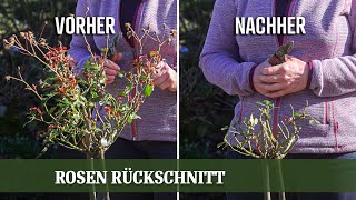 Rosen Rückschnitt  Wie und Wann beschneidet man Strauch und Stammrosen richtig [upl. by Vivi]