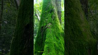 More than 100 years old Tree 🌳  Big Tree  100 வருடத்துக்கு மேலான மரம் nature galle travel [upl. by Naanac]