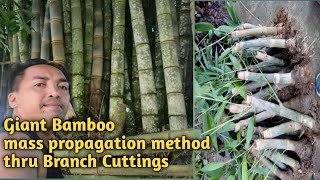 Giant Bamboo Dendrocalamus Asper Mass Propagation Method [upl. by Killam]