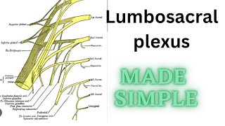 Lumbosacral plexus made easy [upl. by Oloapnaig]