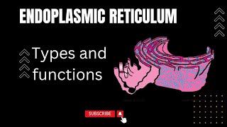 Endoplasmic Reticulum in urdu hindi and English Rough and smooth Endoplasmic Reticulum Cisternae [upl. by Andromada]