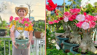 A little trick to revive Plumeria plant Shocking the gardening world [upl. by Jones]