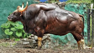 worlds biggest cow wildcow gaur [upl. by Trella]