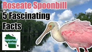 Roseate Spoonbill 5 Fascinating Facts [upl. by Seligmann]