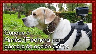 Conoce a ArnésPechera para GoPro para perros [upl. by Asp]