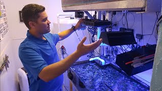 Zoanthid Care In Depth WalkThrough of Joshporksandwhich Zoas System [upl. by Ximenes770]