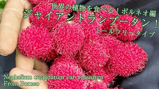 世界の植物を食べる！【ボルネオ編】 ジャイアントランブータン トールツリータイプ ！ Nephelium cuspidatum var robustum [upl. by Brawner623]