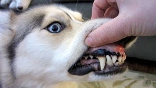 Should I brush My Dogs Teeth [upl. by Soni]