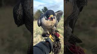 Peregrine Tiercel Falconry Training [upl. by Plafker226]