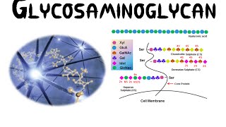 Glycosaminoglycans GAGs [upl. by Esbenshade]