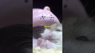 quot3 Amazing Facts About Hamsters You Never Knew 🐹  Fascinating Hamster Facts You’ll Lovequot animal [upl. by Aknayirp437]