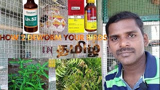 Deworming tips for birds in tamil [upl. by Luing]