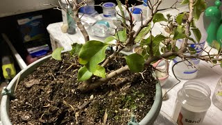 Bougainvillea Prune amp Repot [upl. by Lanevuj]