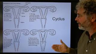 Biologie HV BB Eicellen en bevruchting [upl. by Olimac]