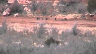 1080 yard hog shot  338 Lapua [upl. by Hittel]