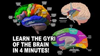 GYRI OF THE BRAIN  LEARN IN 4 MINUTES [upl. by Jarrell]