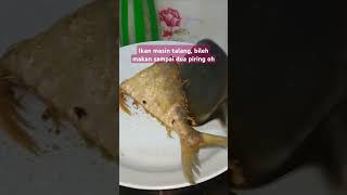 Ikan masin talang  boleh makan sampai dua piring oh [upl. by Nalyr]